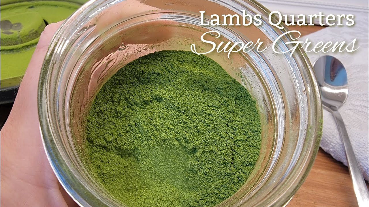 DISCOVER Lamb's Quarters Superfood in Your Backyard! Super Greens Powder Recipe!