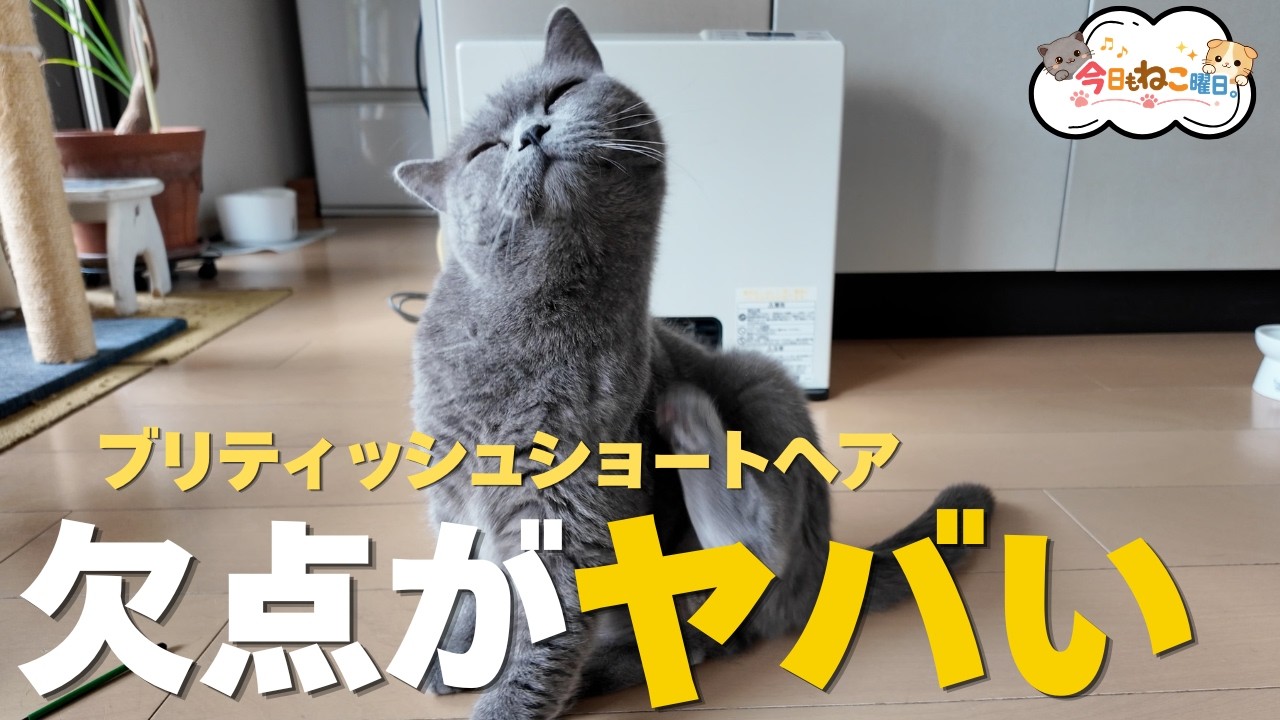 【保存版】ブリティッシュショートヘアの欠点7選