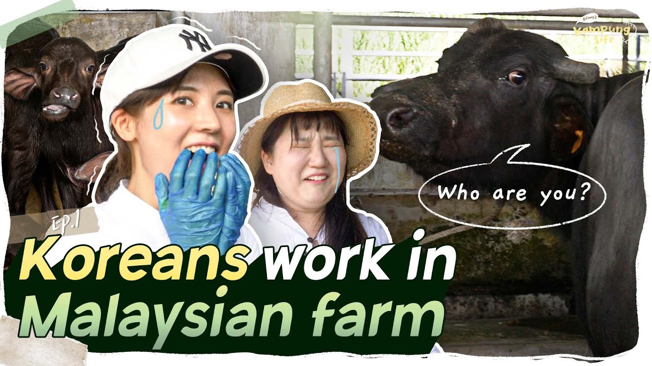 EP1🐮 Korean work in Malaysian buffalo farm??│Blimey's Kampung Life