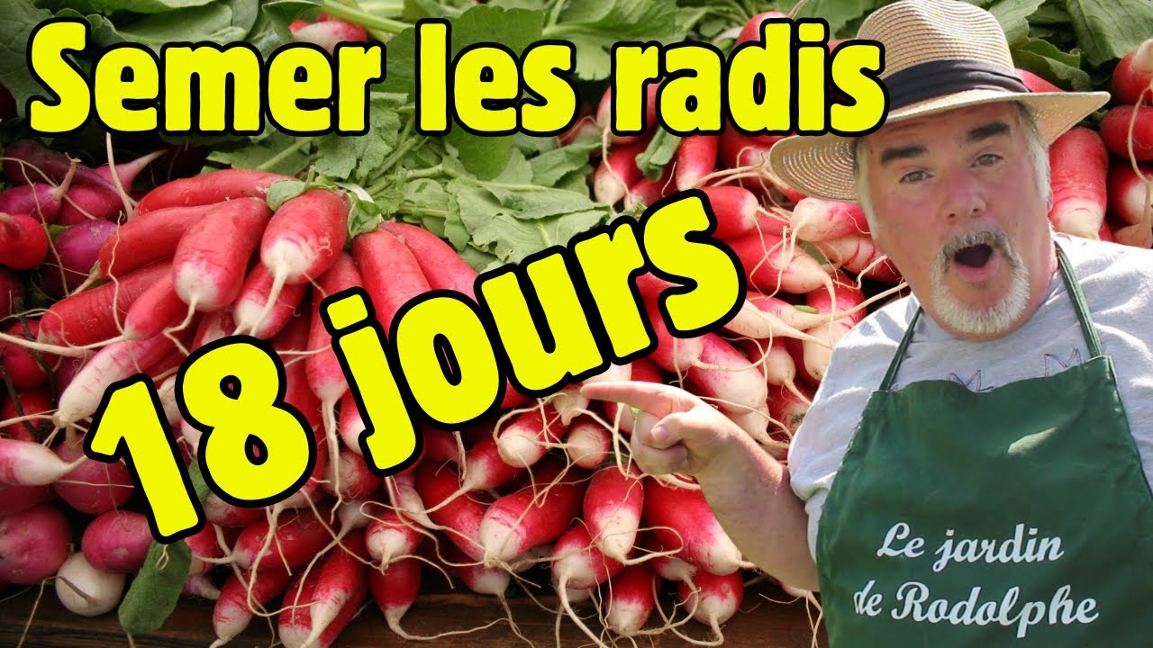 18 jours pour réussir vos radis en pleine terre et en pot ? Astuces incontournables !