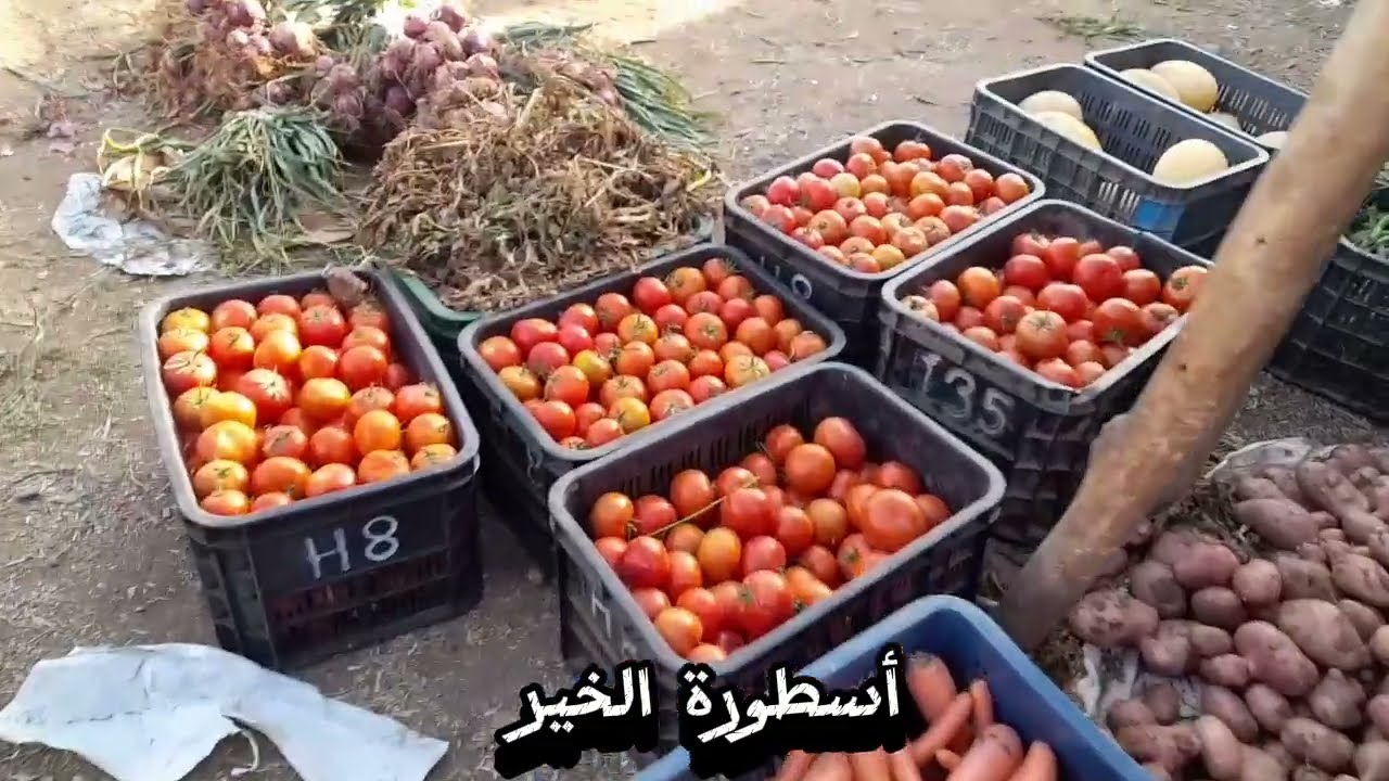 سوق الخضرة الحوز مراكش الاثنين اوريكا اليوم تبارك الله موجود الخير تاريخ\2024\6\24#الدارالبيضاء