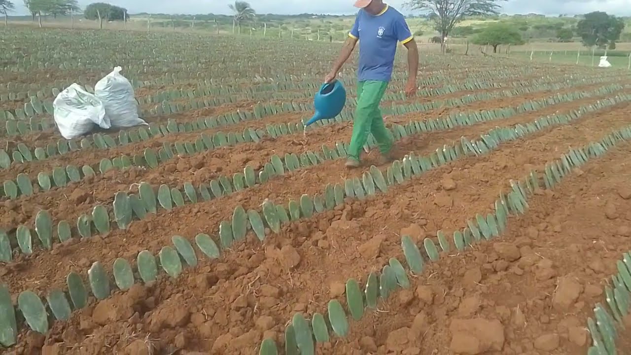 Iniciamos o plantio da palma forrageira.