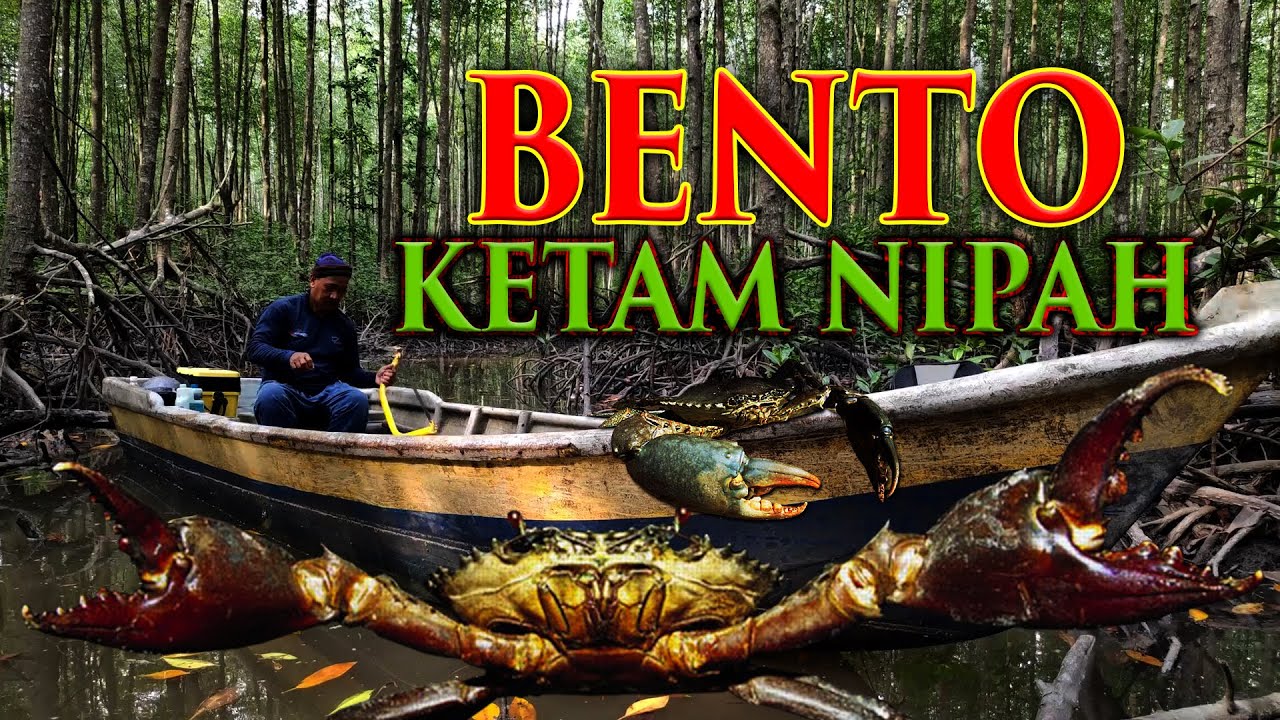 Cabaran & Dugaan Bento Ketam Nipah Hutan Bakau #KetamNipah #BentoKetam