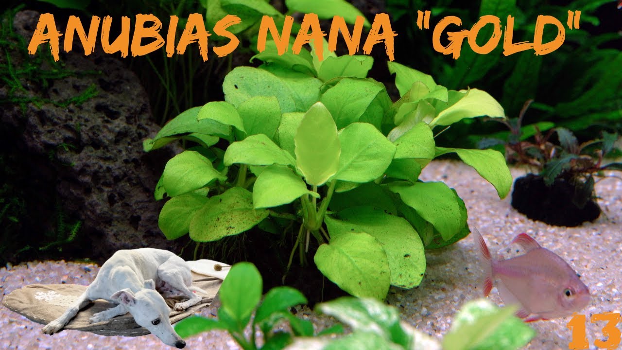 Das goldene Zwerg-Speerblatt - Anubias Batheri var. nana 