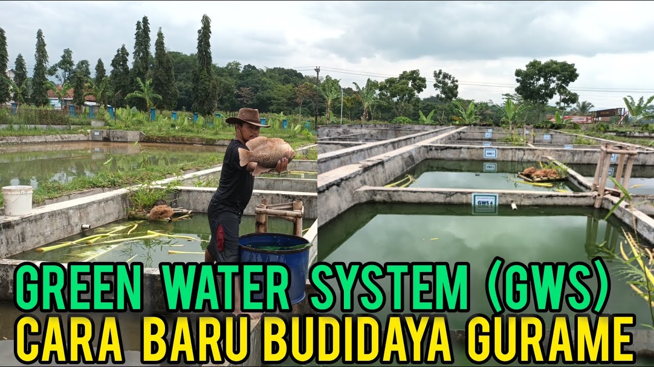 Cara Baru Budidaya Ikan Gurame Dengan Green Water System, Produksi Meningkat Dan Ikan Lebih Sehat