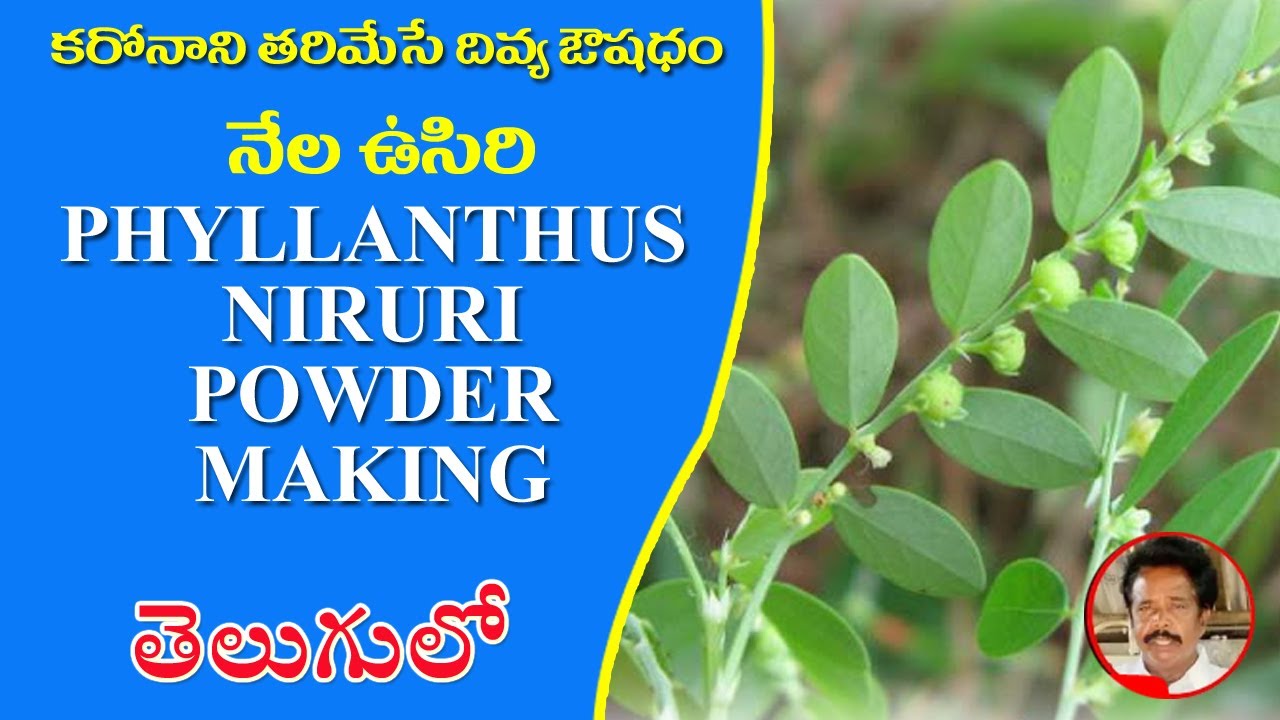 నేల ఉసిరి పొడి తయారీ వాటి ఉపయోగాలు | Nela Usiri powder Making | Kettufoodies