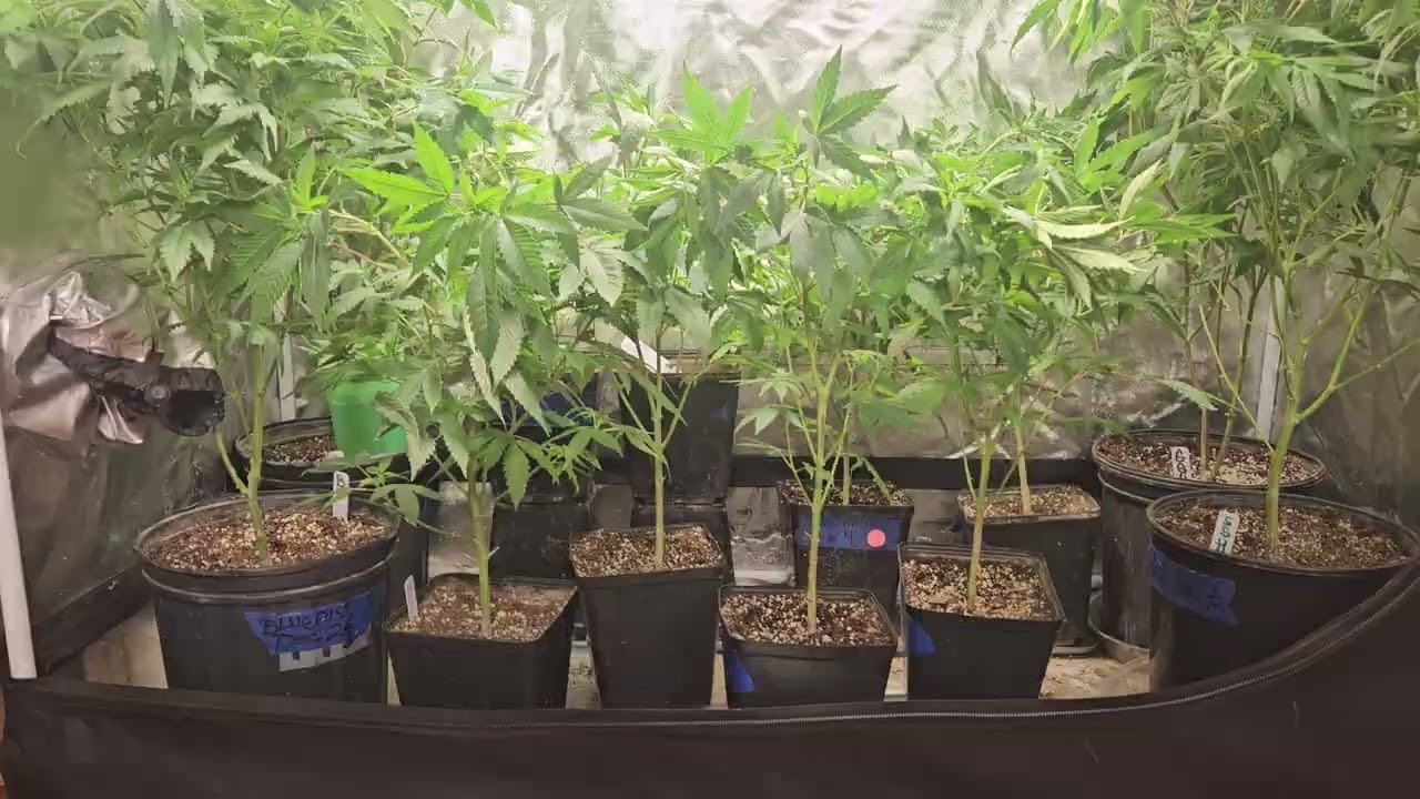 Strain hoarding veg tent  Chem 91 Sour D Bluecheese GG4 Catpiss  super silver haze  
