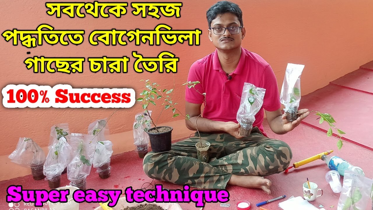 SUPER EASY Method To GROW Bougainvillea From Cuttings//সবথেকে সহজ পদ্ধতিতে বোগেনভিলা গাছের চারা তৈরি
