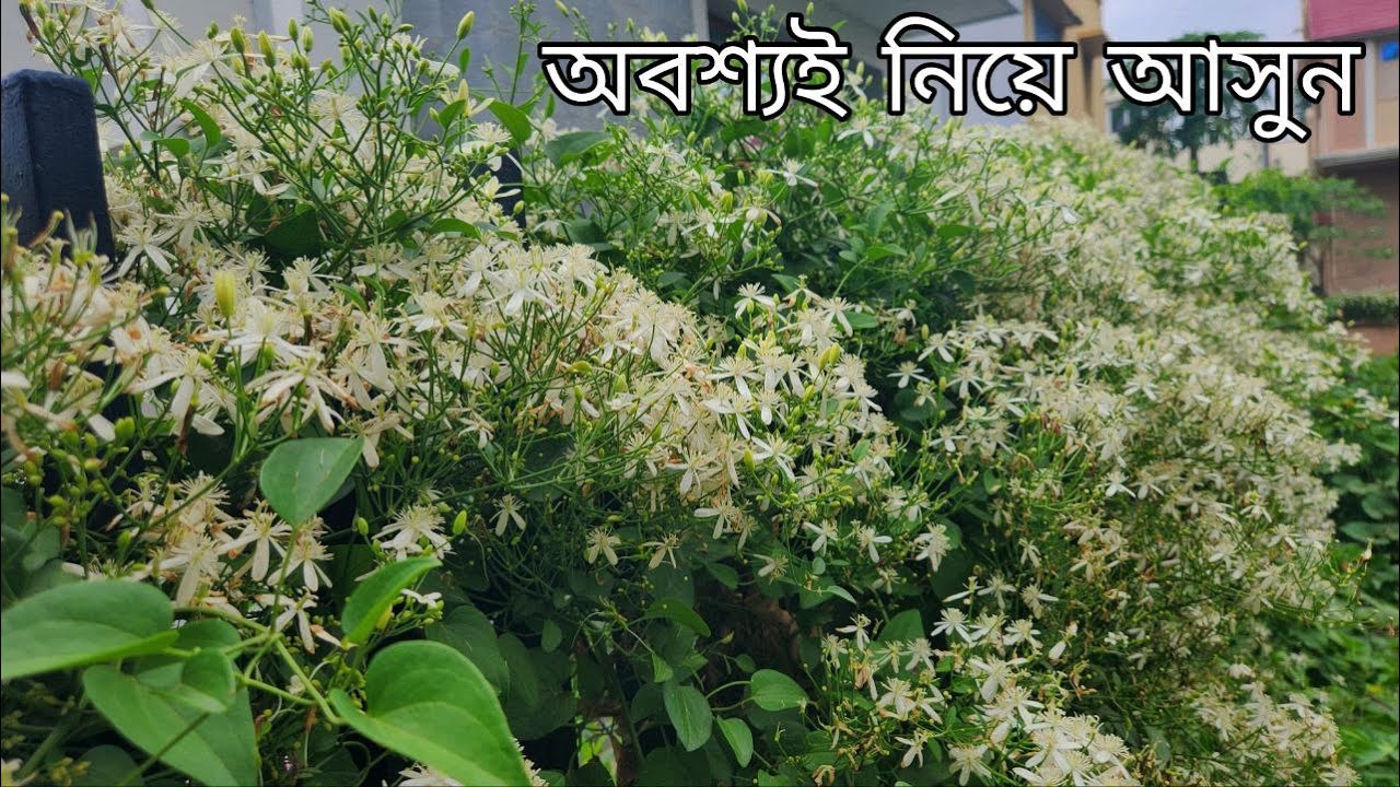 11টি  ফুলের গাছ থেকে বিনা যত্নে প্রচুর ফুল পান |11 permanent flower plants that need no care|meraki|