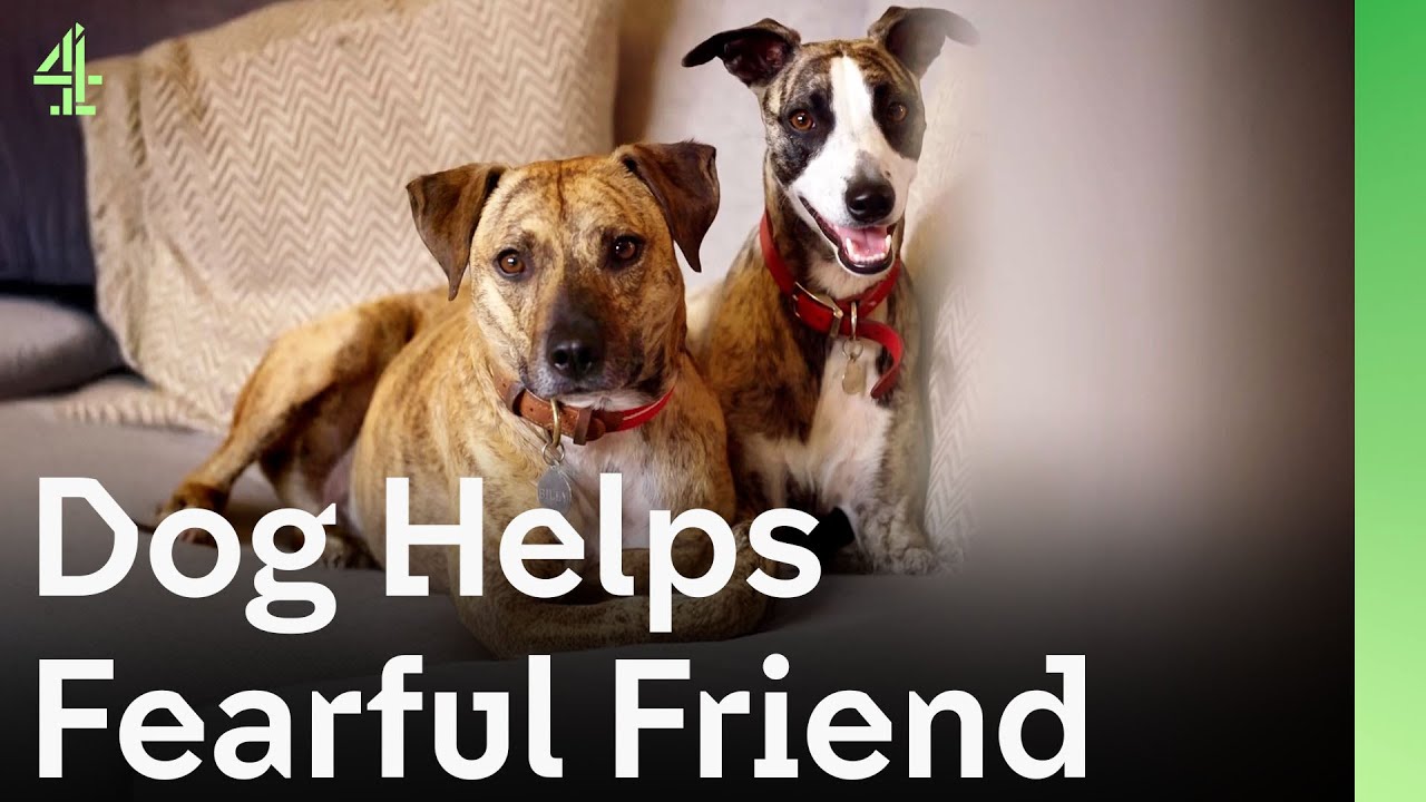 How One Rescue Dog Helped Another Overcome His Fear and Anxiety | The Dog House 🐶