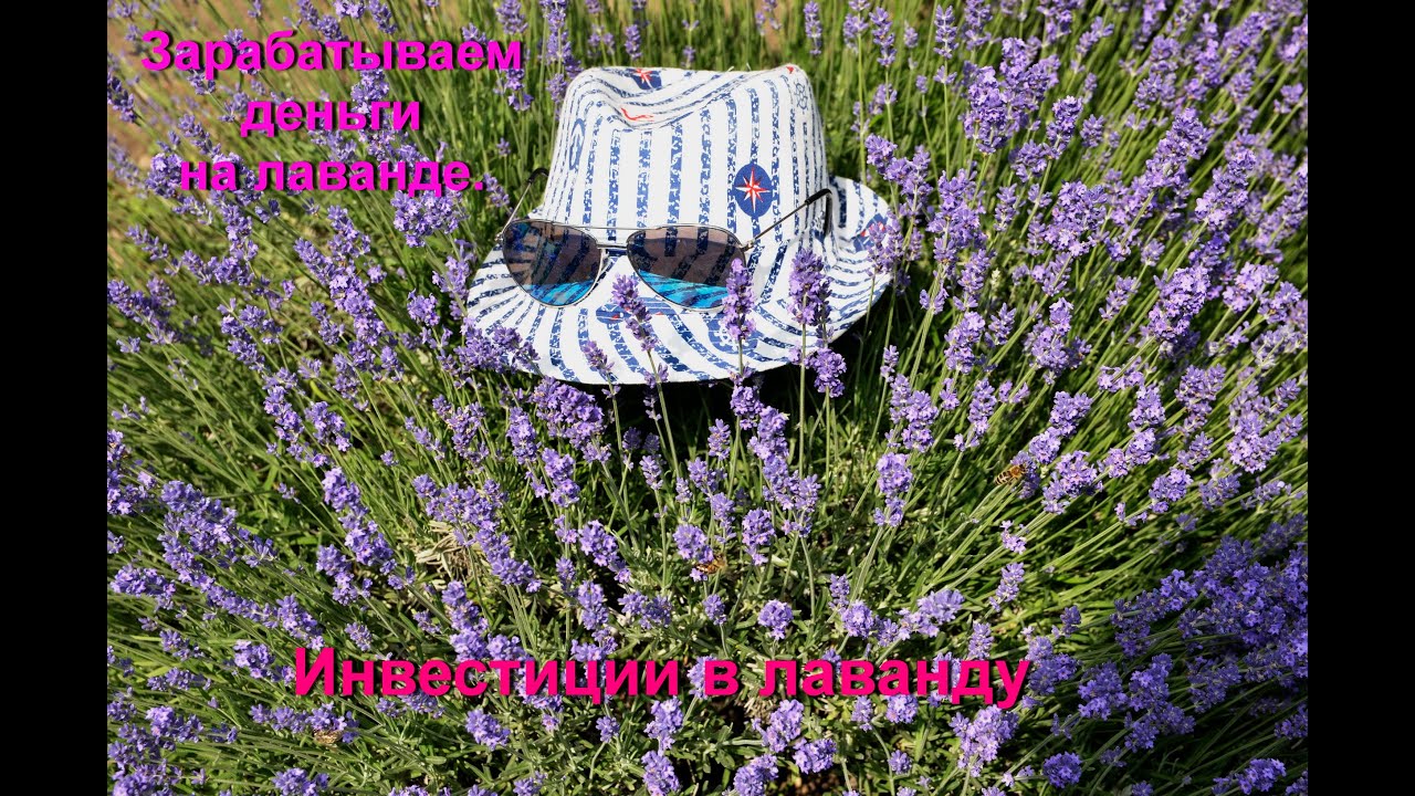 Зарабатываем деньги на лаванде. Lavender business/
