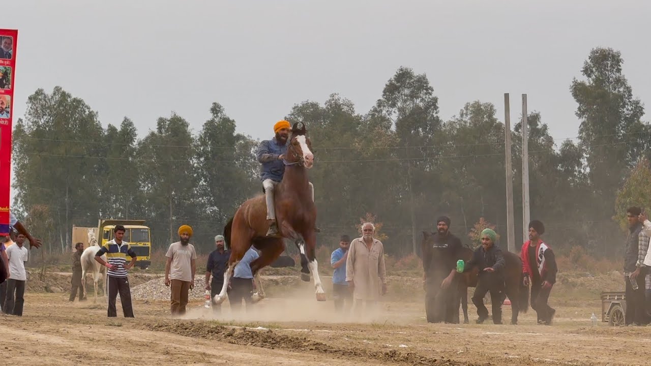 Starting Point📍MEHMOWAL || Horse Racing || 16th Feb’25🏇🏇