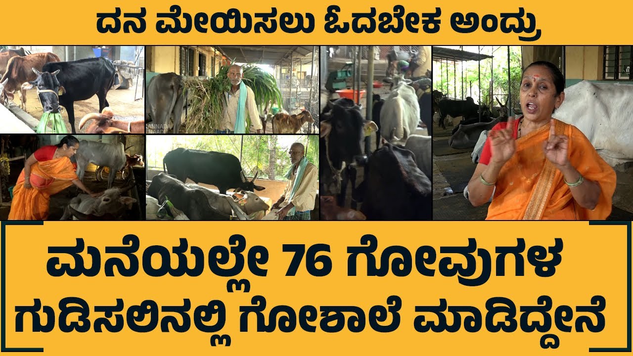 ಮನೆಯಲ್ಲೇ 76 ಗೋವುಗಳ ಗೋಶಾಲೆ  ಮಾಡಿದ್ದೇನೆ | Dairy farming in kannada | Cow farming | Cow | Kannada Naadu