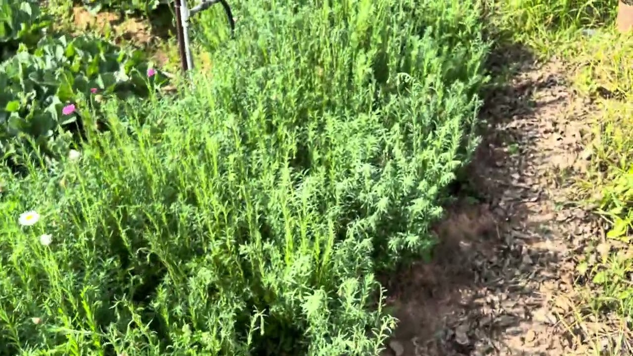 Lucinda Everlastings growing in Hong Kong celebrate Chinese New Year - Febrauary/2026