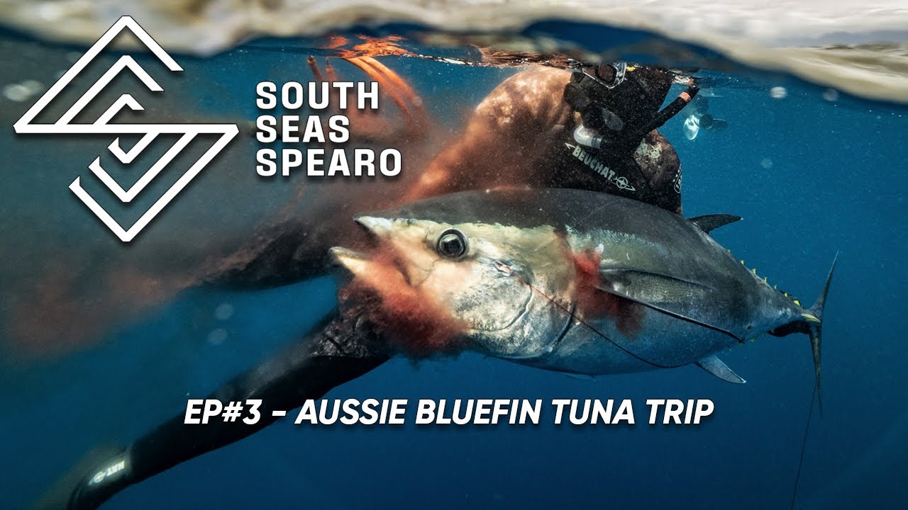 SOUTH SEAS SPEARO — поездка на австралийского голубого тунца