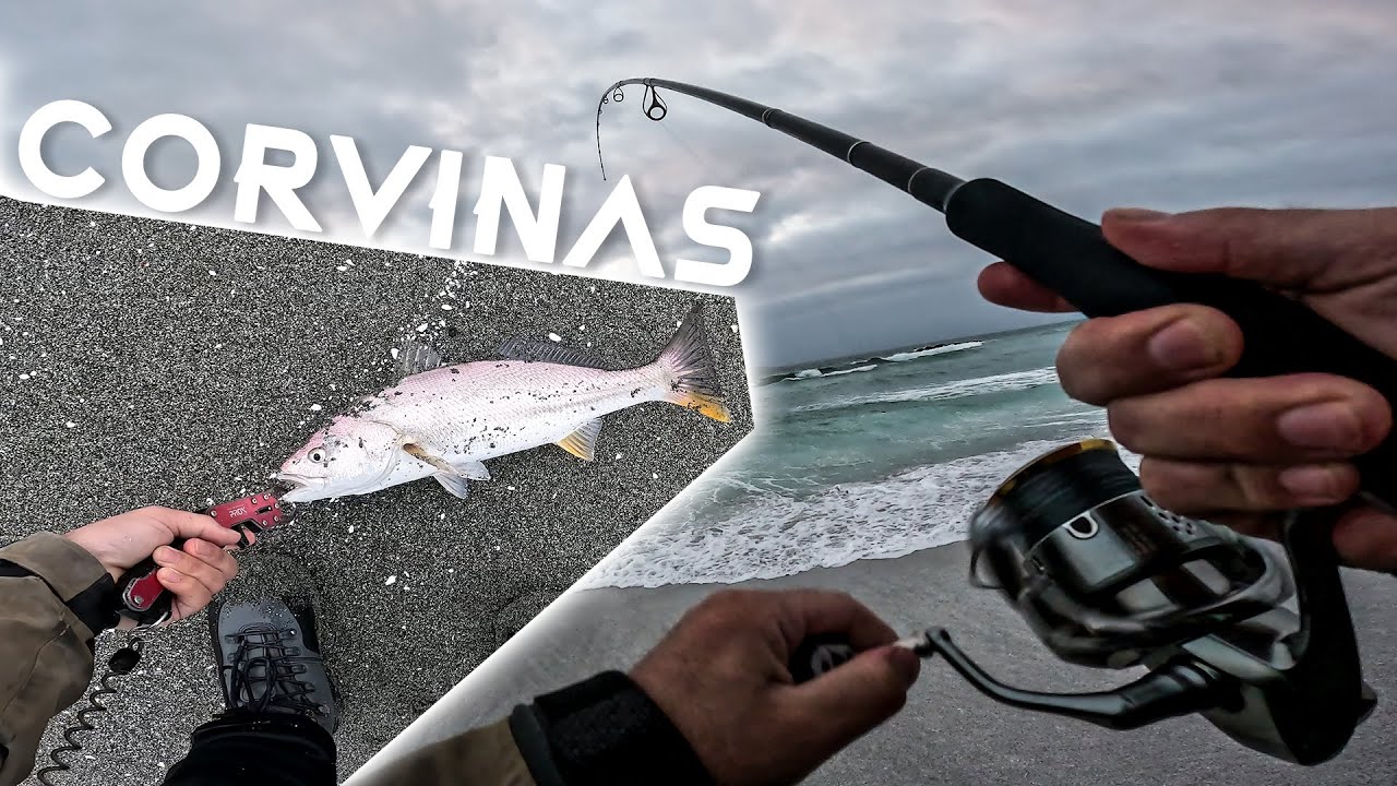 Pesca de CORVINAS - Abriendo Temporada 2023 - 2024 Chile 🐟