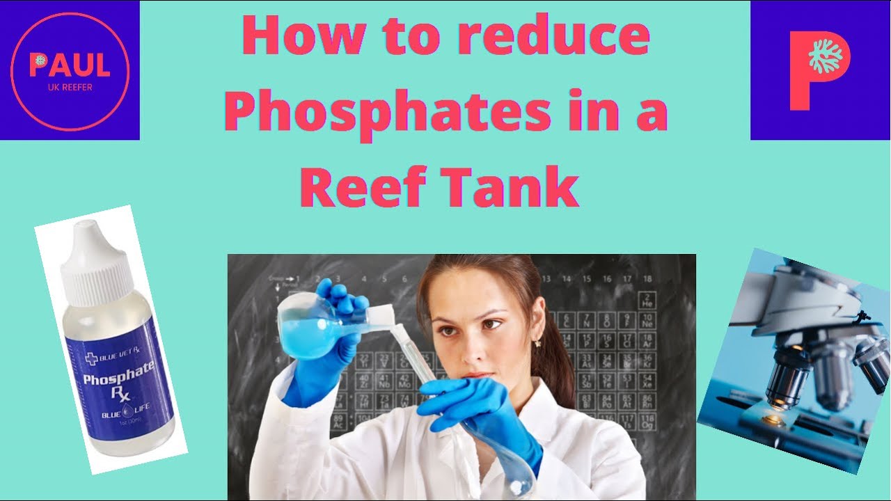 How to reduce phosphates in minutes from your reef aquarium! #reeftank #reeftankbuild