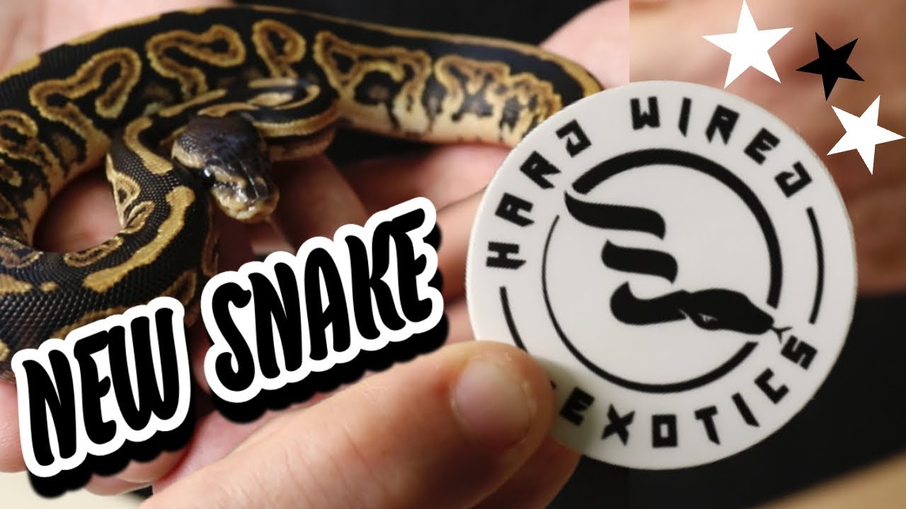 NEW BALL PYTHON PROJECT - Tag's Pythons