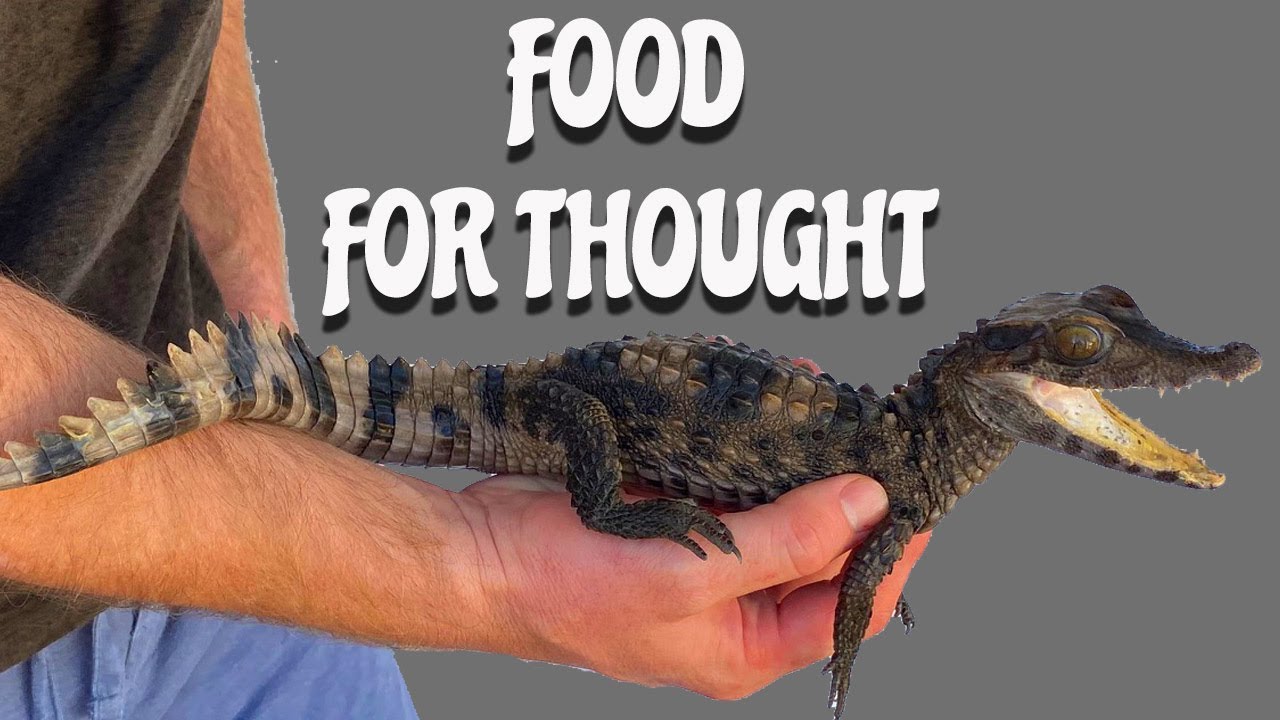 What is Dwarf caiman food - Dont Get Discouraged
