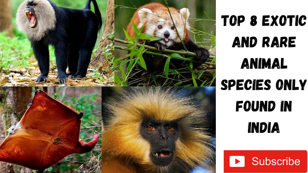 Top 8 Exotic and Rare Animal Species Only found in India