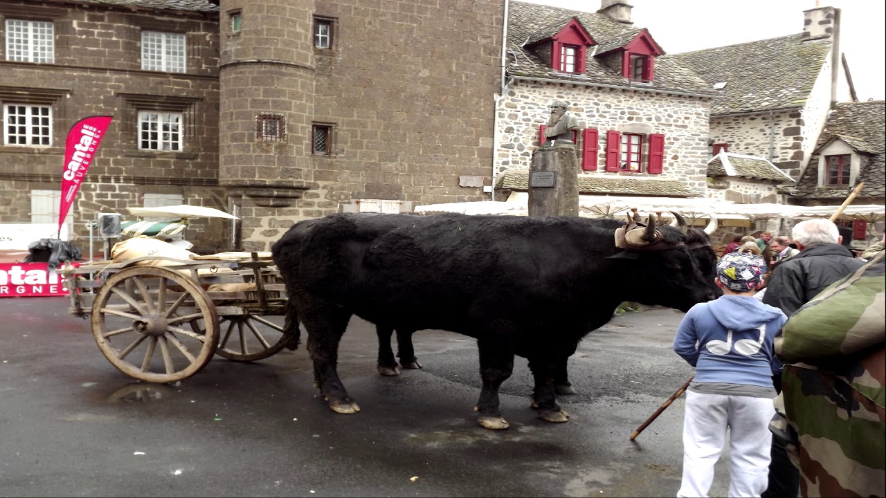 J AI DEUX GRANDS BOEUFS