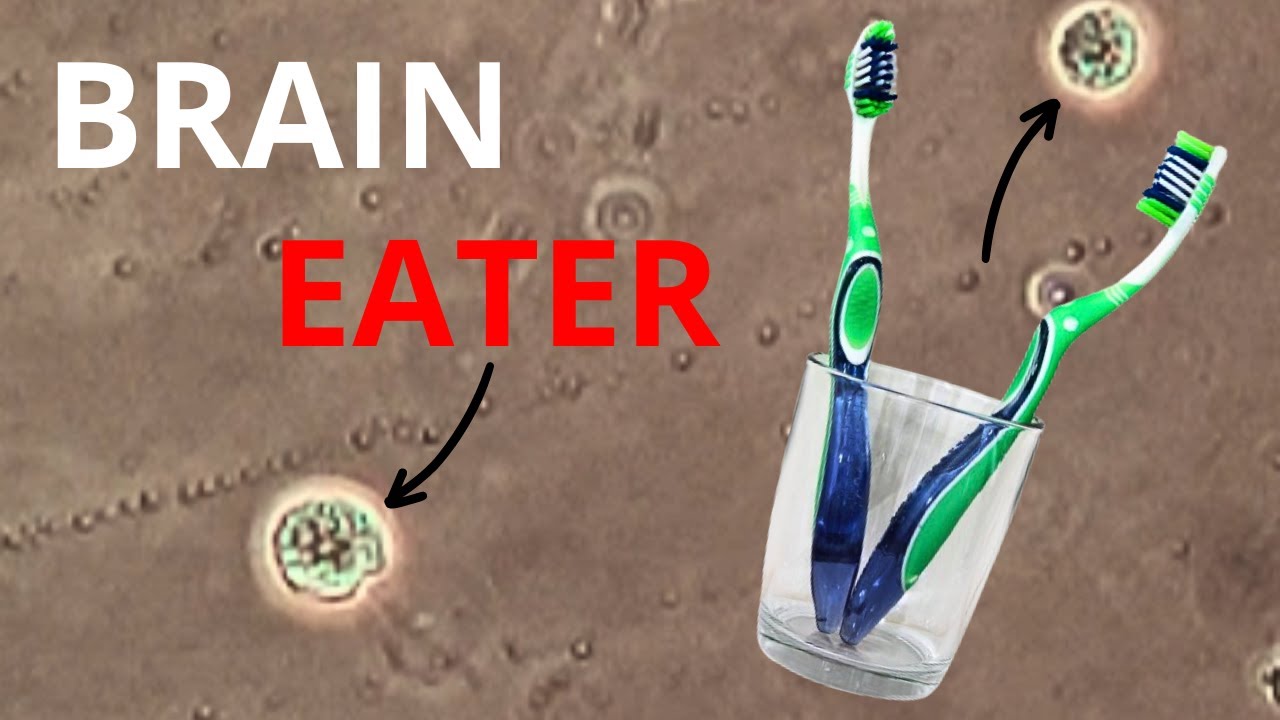 Dangerous Microbes in your Toothbrush Cup? Under the Microscope
