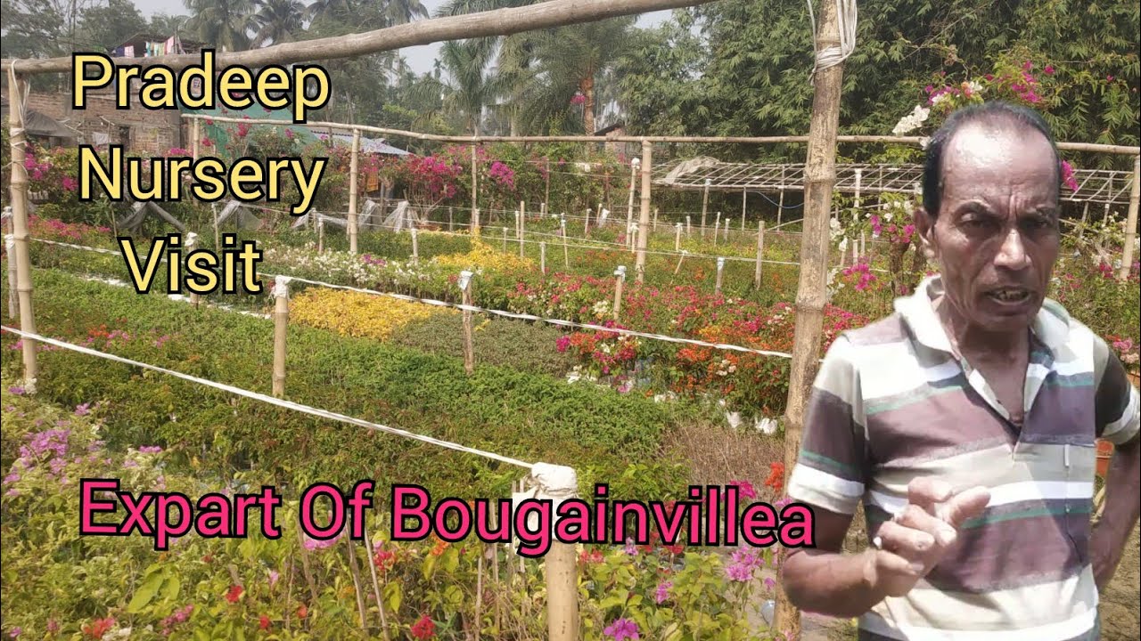 Pradeep Nursery ll দেশী ও বিদেশী বাগান বিলাসের বিরাট সাম্রাজ্য ll cheapest bougainvillea nursery