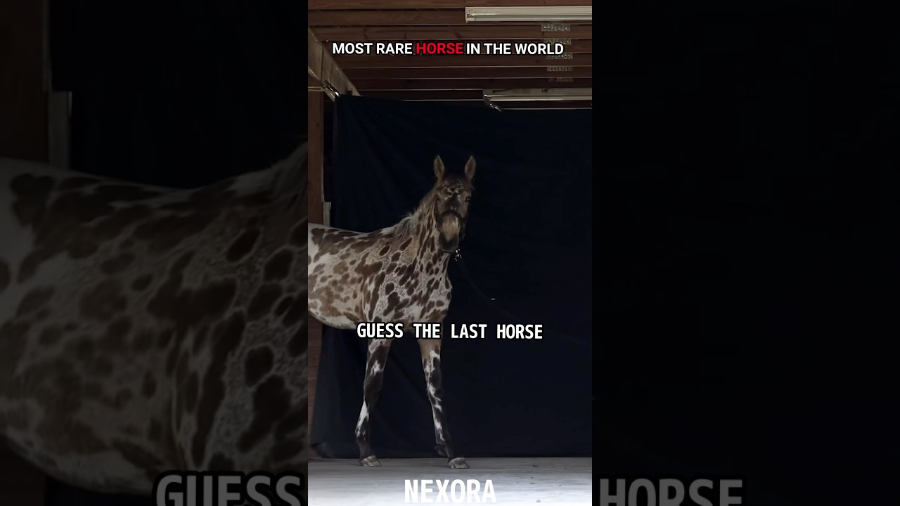 POV: You Just Saw the Rarest Horse Alive 