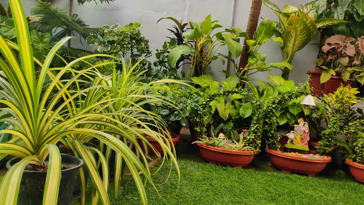 My Indoor Garden overview 🌿🌿🌿🌿🌿🌿🌿🌿