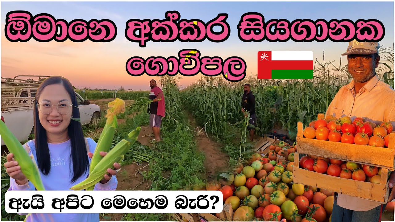 අපේ ලංකාවෙ මහ පොලොවෙ අපිට ඇයි මෙහෙම කරන්න බැරි කියල හිතුනා| oman |farm