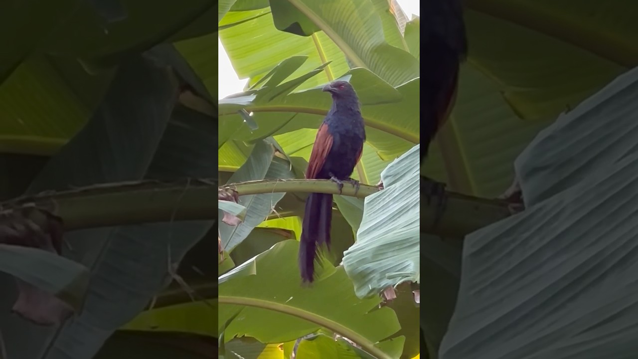 Communication among Greater Coucal / Crow Pheasant (Chemboth / Mahokh) birds 