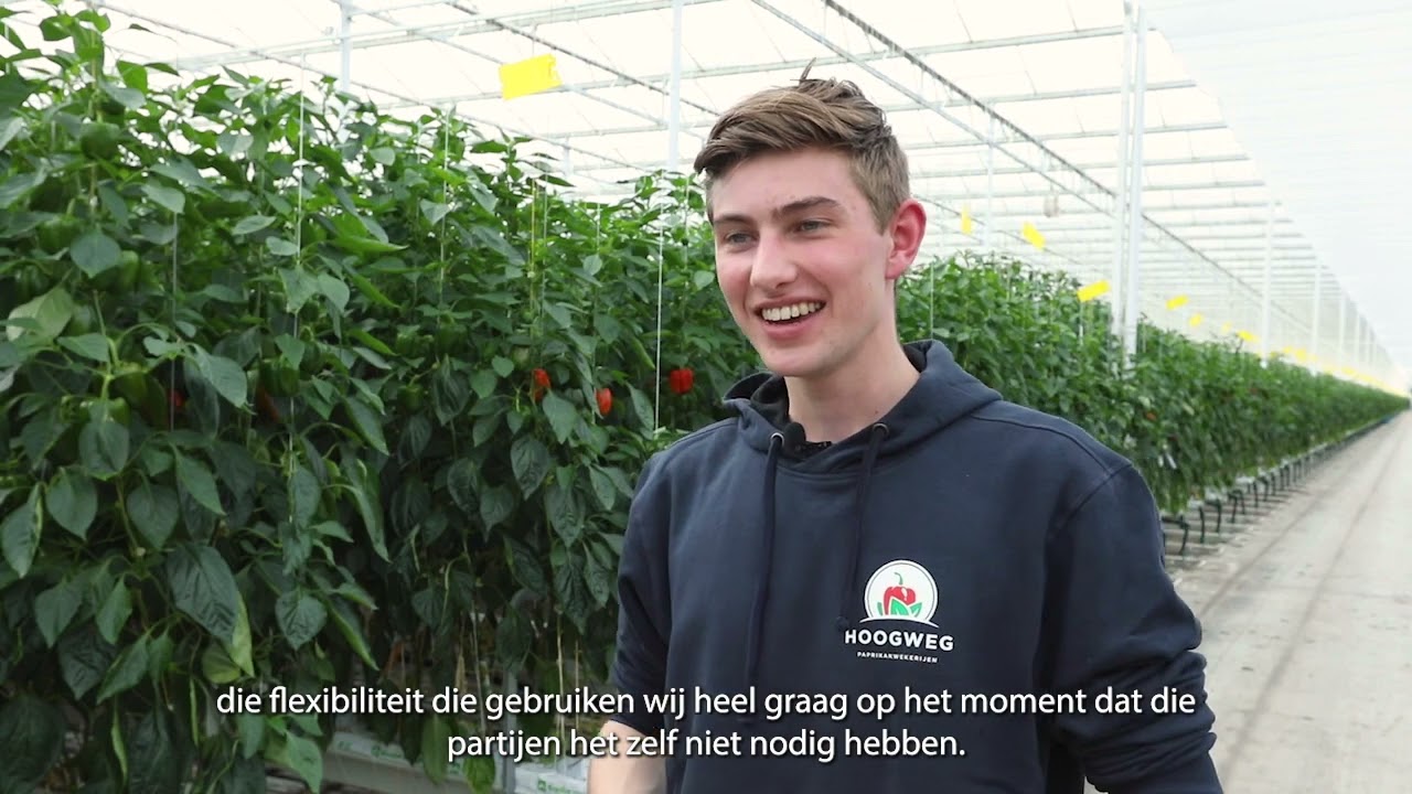 Paprika’s stabiele elektriciteitsvoorziening