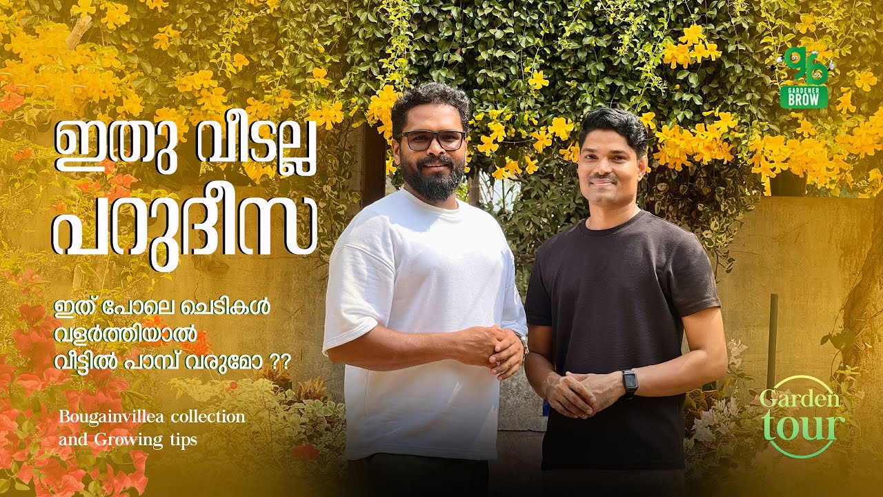 ഇത്‌ വീടല്ല , പറുദീസ ..!  ബൊഗേൻവില്ലയുടെ കിടിലൻ കളക്ഷനും പരിചരണവും ..