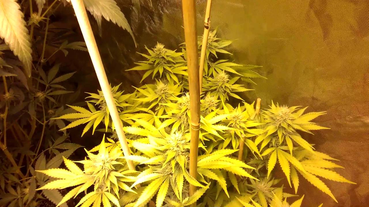 Day 29 flowering on the OG Pineapple and Afgoo etc