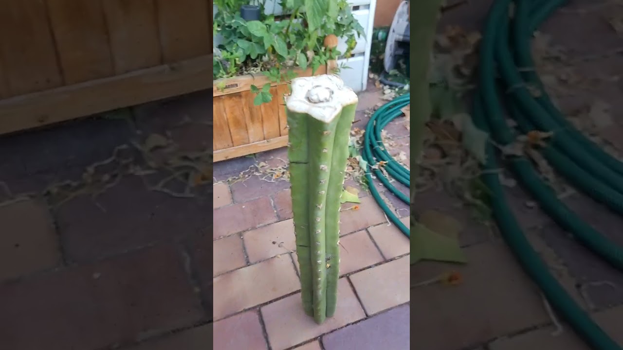 #echinopsis #peruviana #preparation
