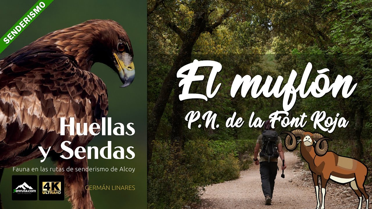 Ruta de senderismo en Alcoy - La Font Roja - Huellas y Sendas C3: El muflón