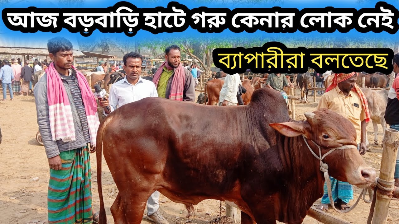 ১/৩/২৬| আজ বড়বাড়ি হাটে গরুতে ভরপুর  ব্যাপারীরা দাঁড়িয়ে আছে গরু কেনার লোক নেই দেখেন!
