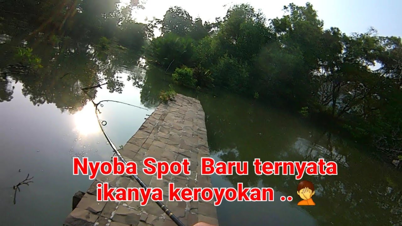 Spot Mancing Mangrove PIK selalu Ada Strikenya