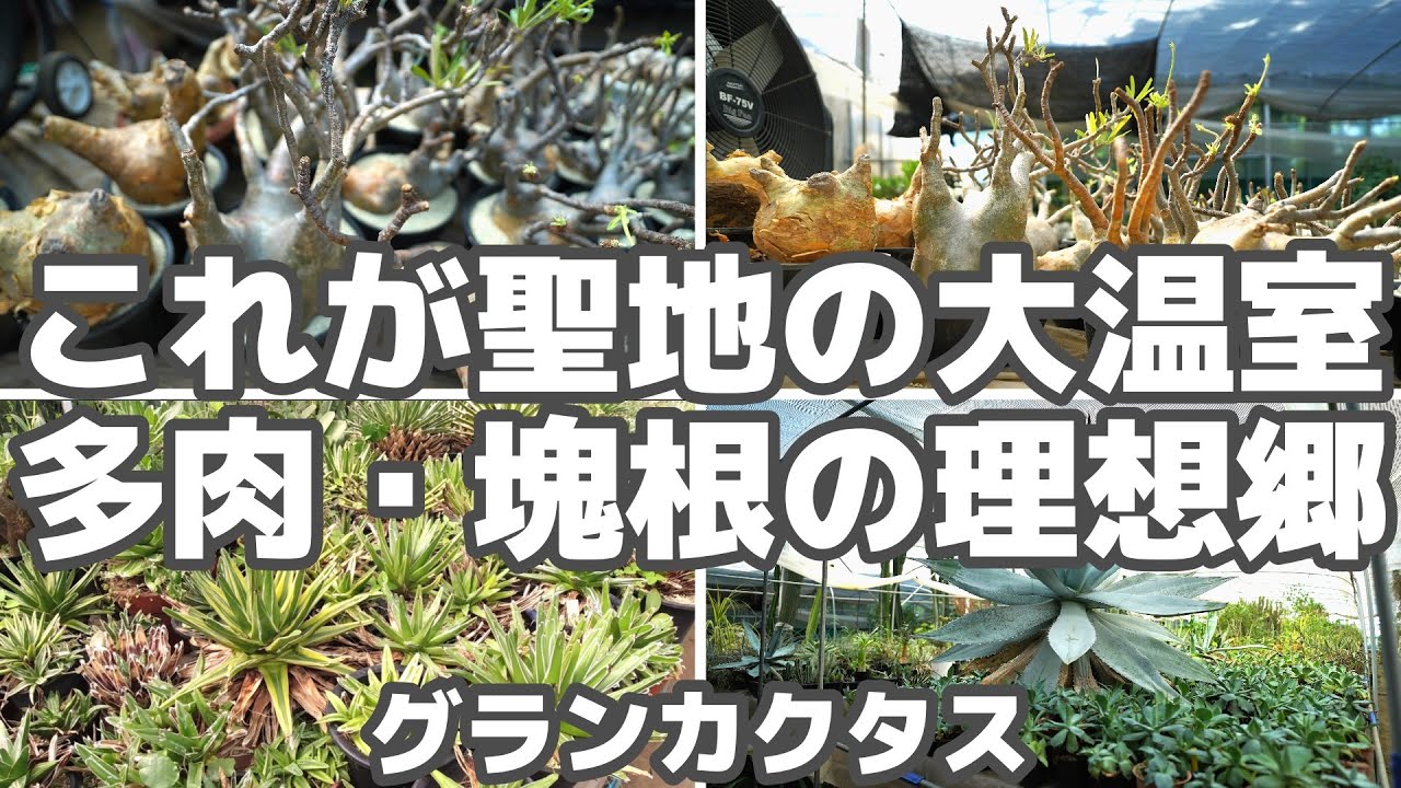 聖地の大温室！ここが多肉・塊根の理想郷【グランカクタス】後編