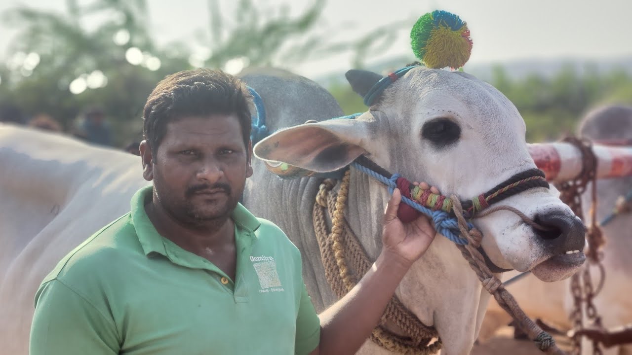 PR పల్లి  గ్రామం పాపిలి (మం) 4పళ్ళు 18వ జత  VGR BULL'S 💥💥💥