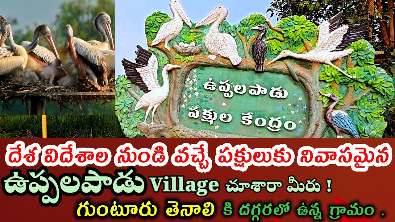ఉప్పలపాడు దేశ విదేశాల పక్షులు నివాసం ఉంటున్న ఊరు