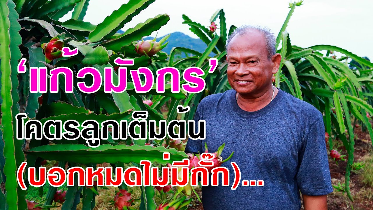 เจอแล้ว!! วิธีปลูกแก้วมังกรโคตรดกลูกเต็มต้น (บอกหมดไม่มีกั๊ก) | ลุงประคอง | เกษตรเพียวเพียว