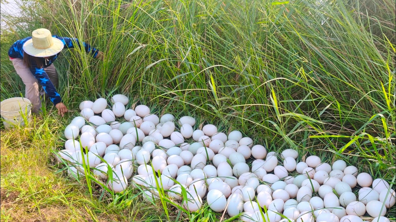 A skilled female fisherman, or one who lays eggs in a rice field, will lay many eggs.