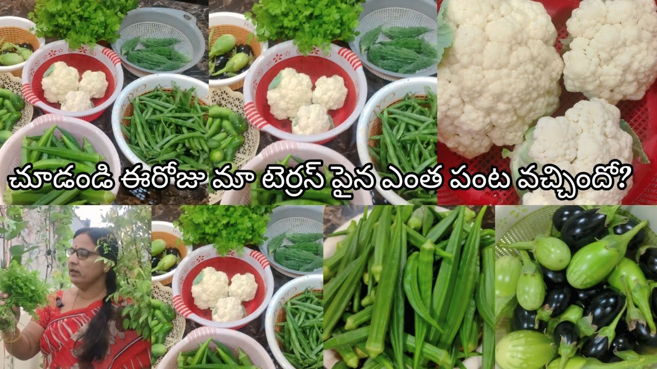 ఈరోజు మా టెర్రస్ గార్డెన్ లో రకరకాల కూరగాయలు 🍆🍅🥦🍀