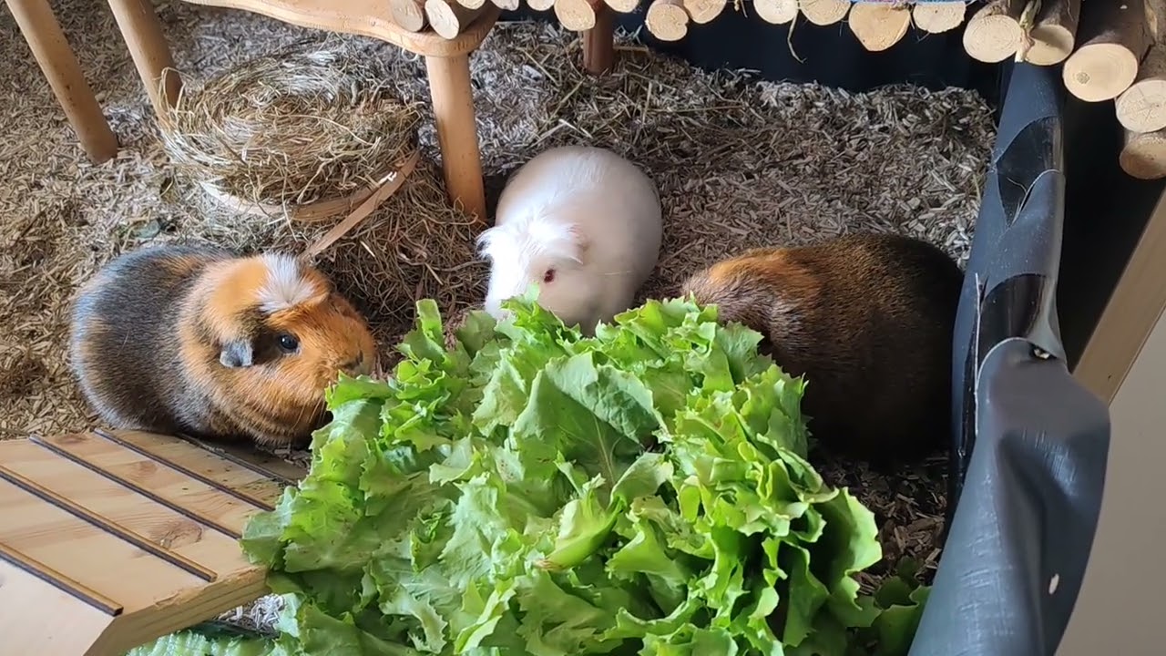 Cute Guinea pig family eating together 