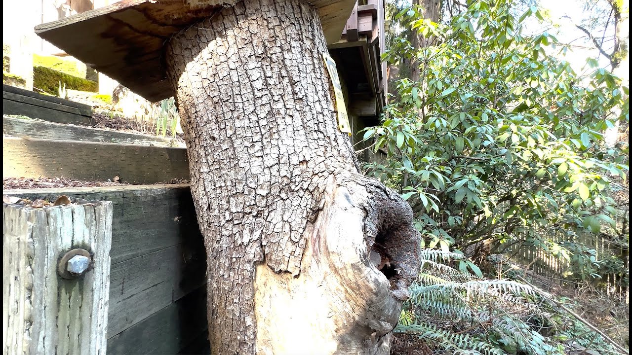 Log Hives for Healthy, Thriving Bees 🐝🌿