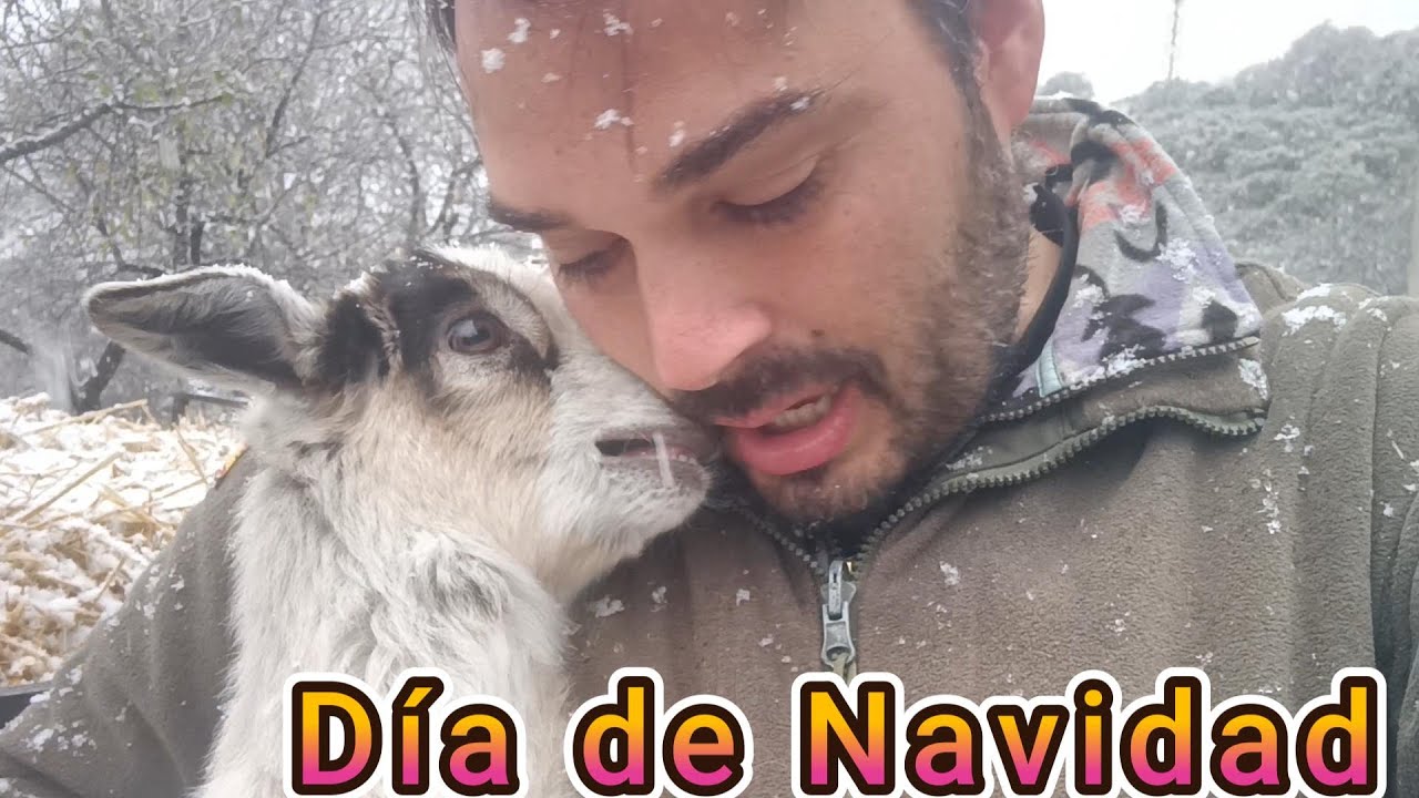 Mi día de Navidad entre la nieve y cabras 🐐❄️