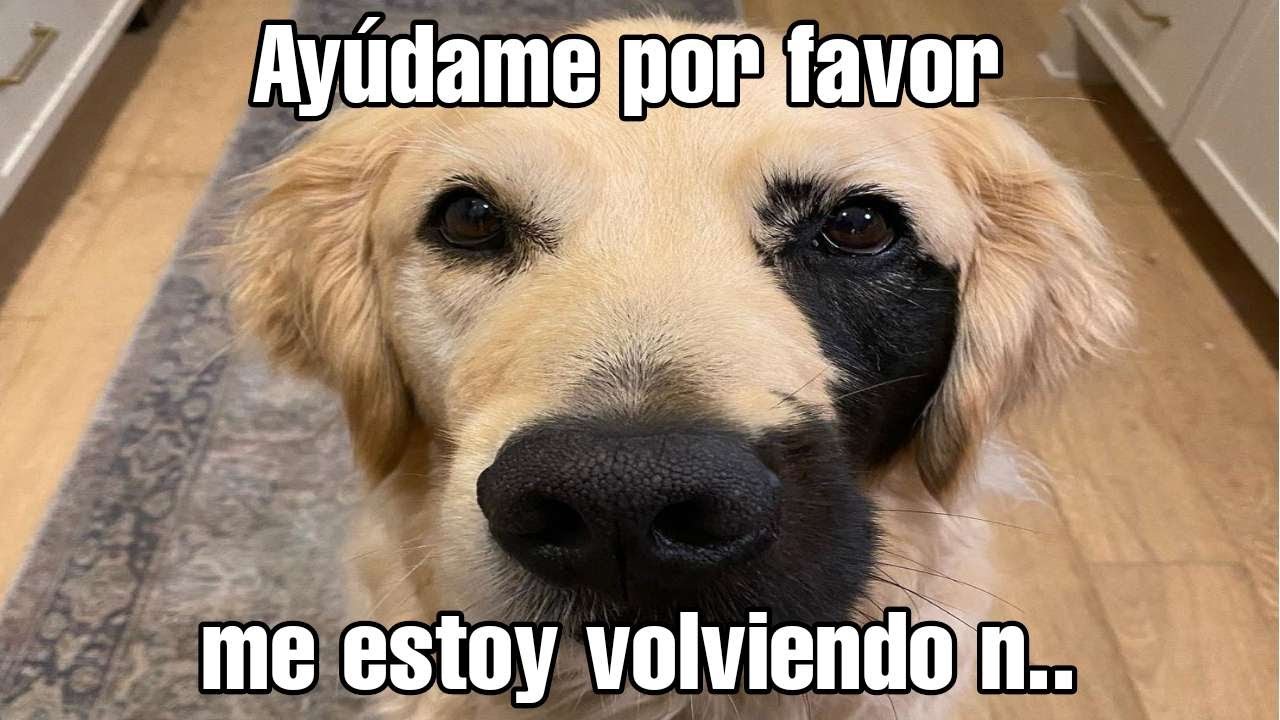 Shitpost Random V107 - Ayudame papu 🐶⚫