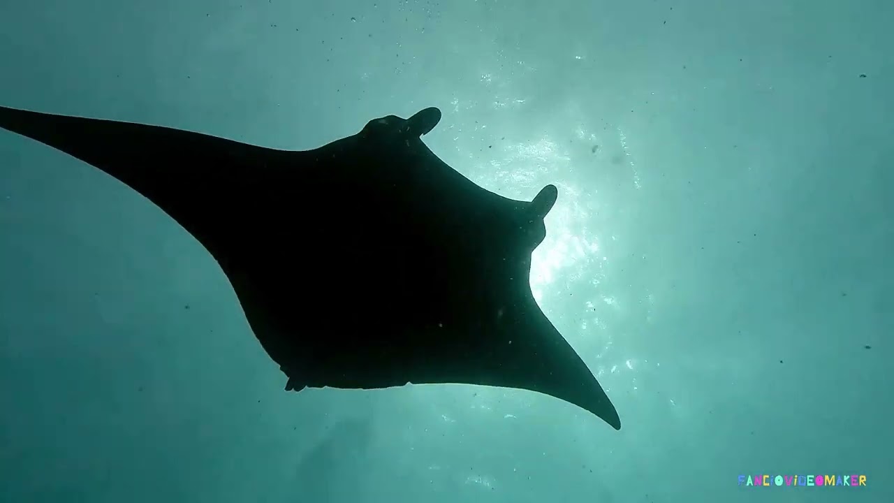 Lankan manta point North Male