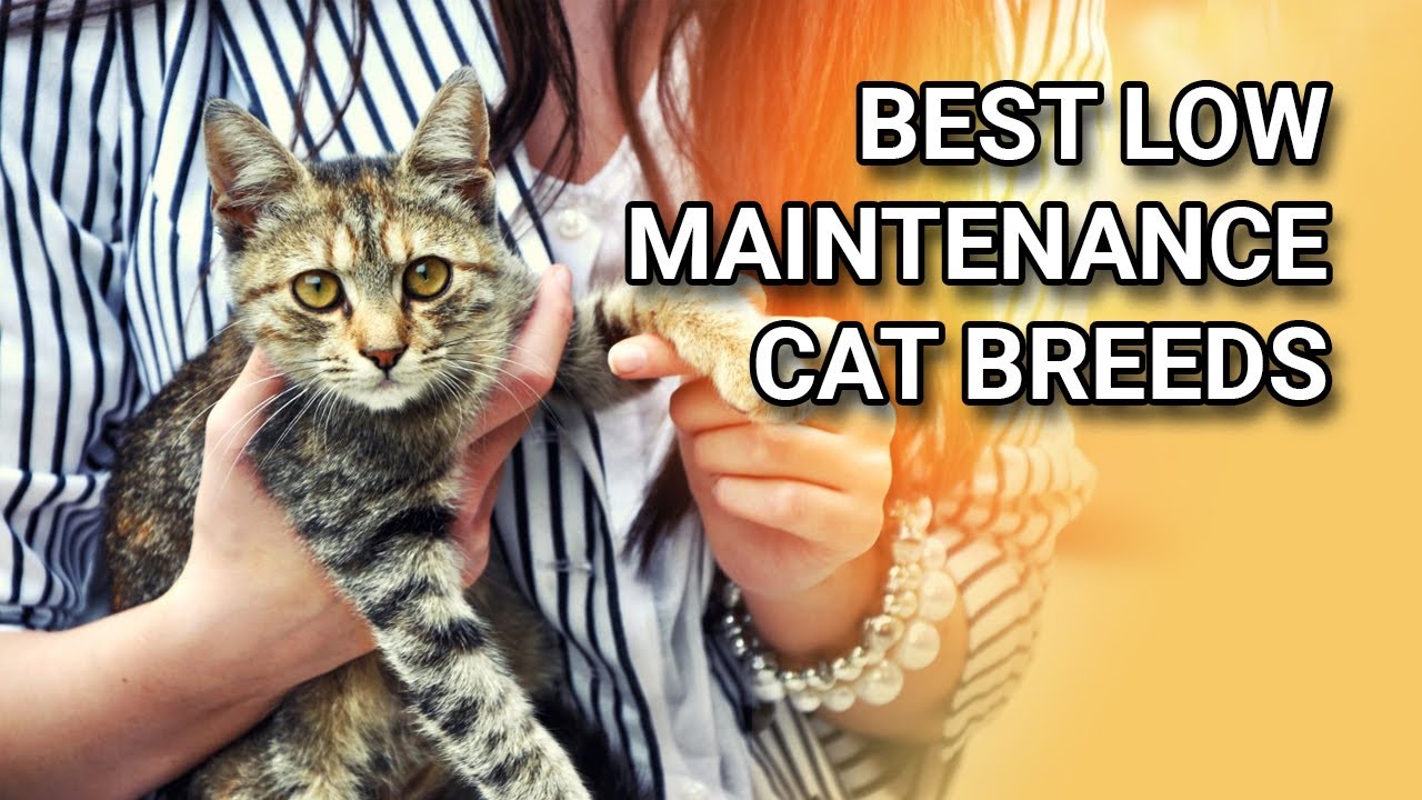 5 BEST LOW MAINTENANCE CAT BREEDS FOR FIRST TIME OWNER